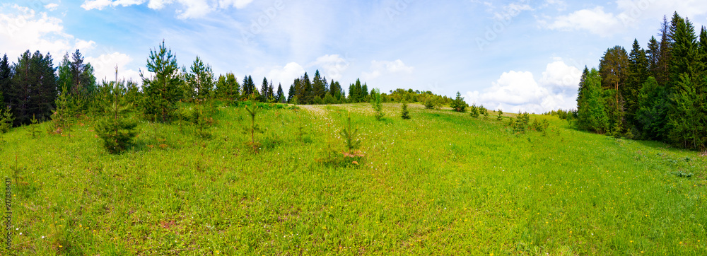 Fototapeta premium Panorama of a meadow with green grass and trees