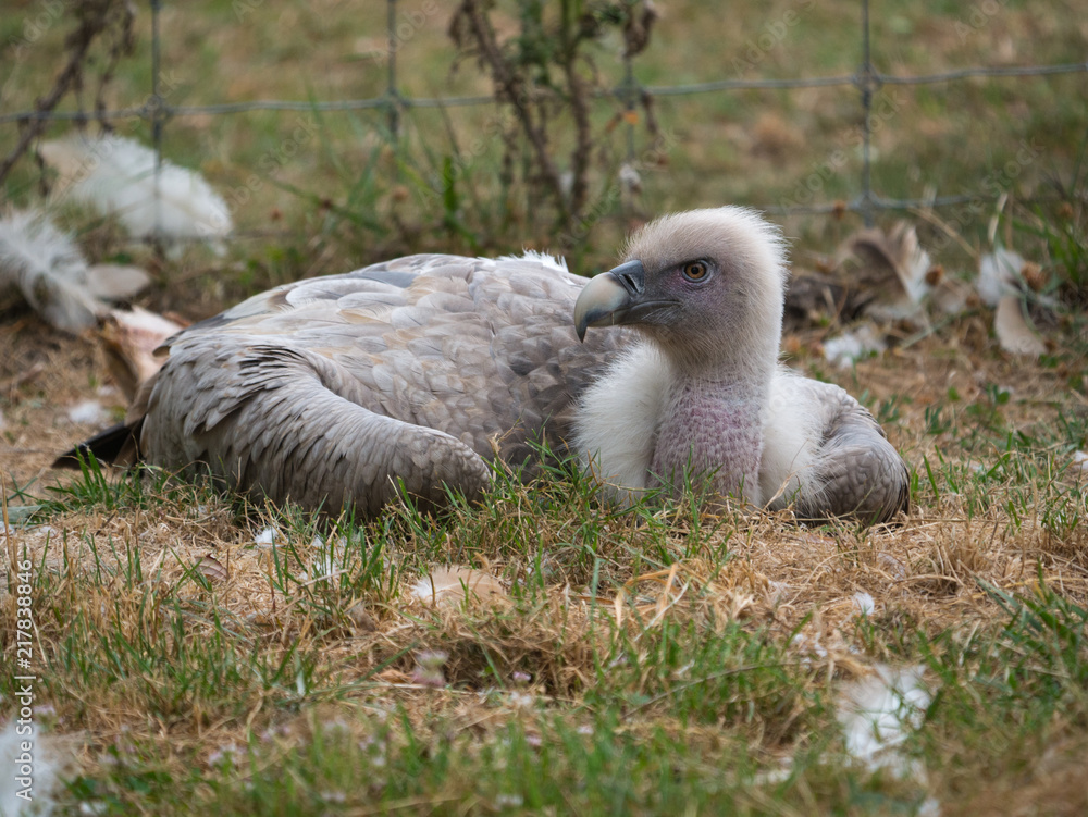Vautour pape Vautour pape