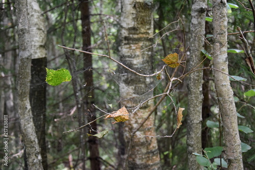 Fototapeta Naklejka Na Ścianę i Meble -  Паутина