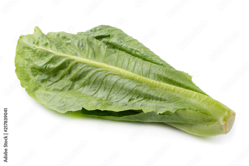 Cos Lettuce Isolated on a White Background Cos Lettuce Isolated on a White Background