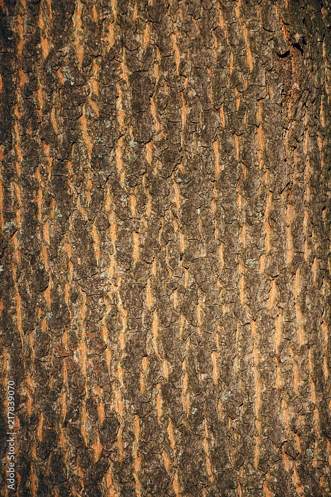 Wooden texture of tree trunk Wooden texture of tree trunk