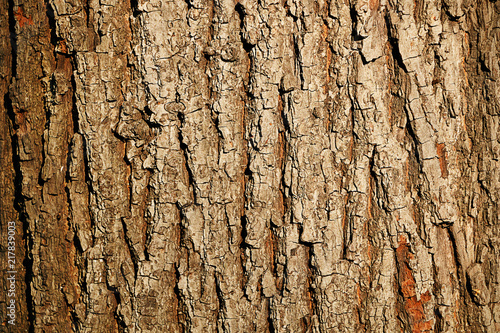 Wooden texture of tree trunk