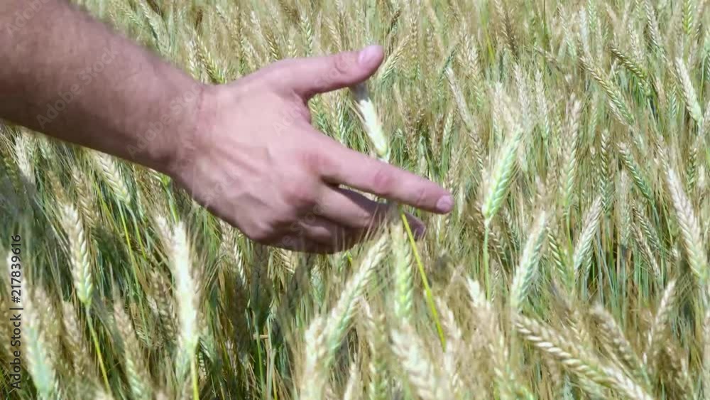 Man hand running through wheat field. Male hand touching wheat ears closeup. Farmer. Harvest concept. Harvest concept Man hand running through wheat field. Male hand touching wheat ears closeup. Farmer. Harvest concept. Harvest concept