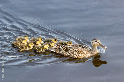 Jeunes canards colverts suivant leur mère photo