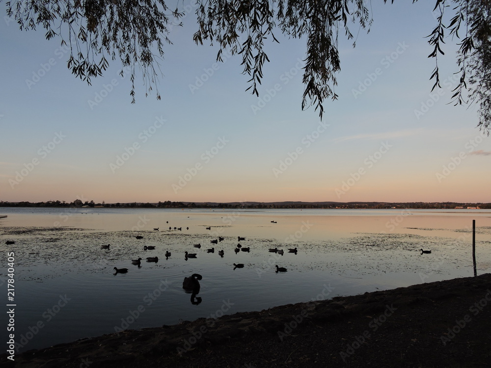 Swan lake during the sunset