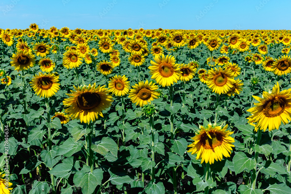 Fototapeta premium Beautiful sunflower field in the afternoon