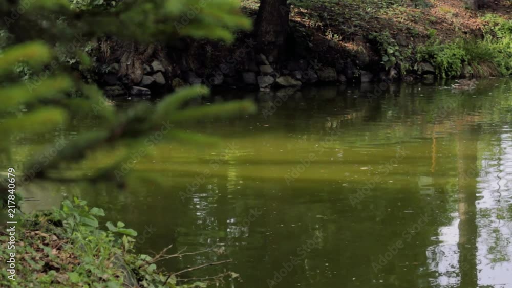 Scenery of pond in park. Scenery of pond in park.