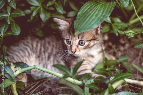 Wallpaper Mural Cute tabby little kitten in the grass Torontodigital.ca