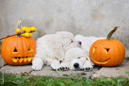 Fototapeta Naklejka Na Ścianę i Meble -  two golden retriever puppies sleeping outdoors
