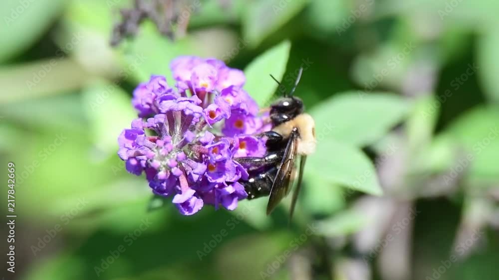 A bumblebee feeds on a butterfly bush. A bumblebee feeds on a butterfly bush.