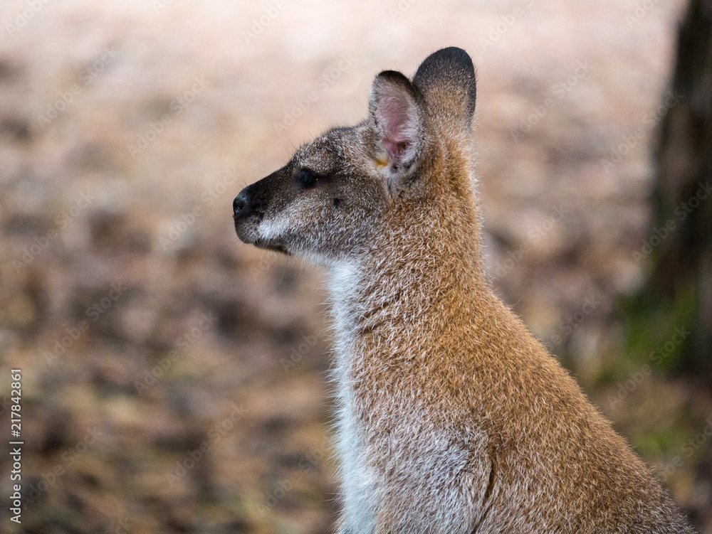 Fototapeta premium Wallaby de Bennett