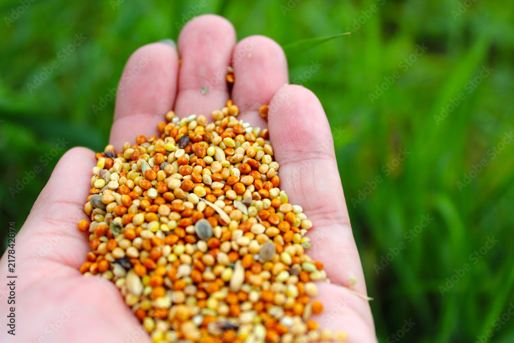Ripe grain harvest Ripe grain harvest