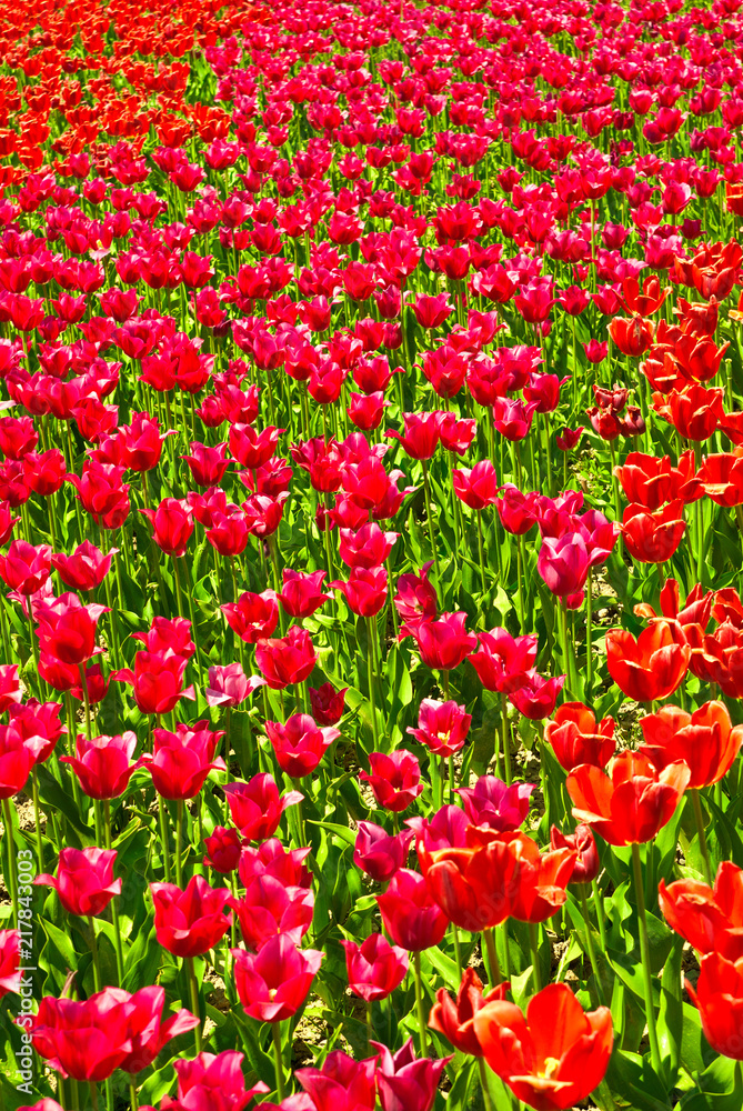 tulip field