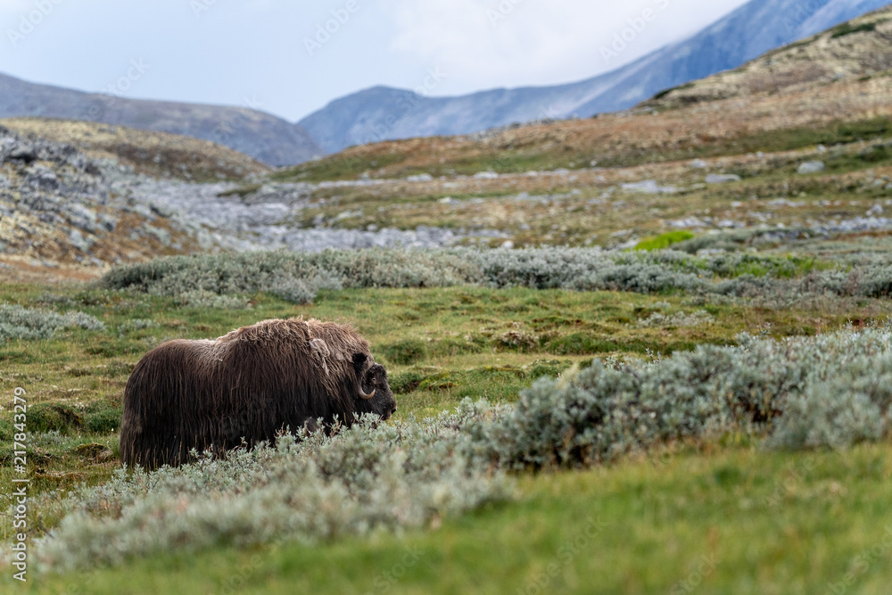 Musk ox in landscape in Dovre Mountain, Norway
