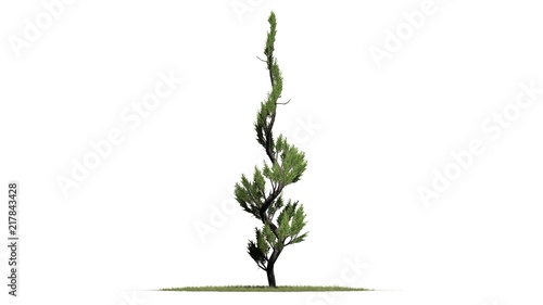 Juniper topiary on a grass area - isolated on white background - 3D illustration