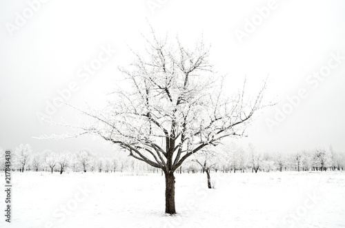 tree in a snow