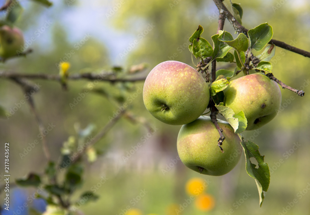 Farming, agriculture, ecology and remedy for trees diseases concept. Three juicy red-green apples hanging on a tree branch in the orchard. On a blurred pale green background. Farming, agriculture, ecology and remedy for trees diseases concept. Three juicy red-green apples hanging on a tree branch in the orchard. On a blurred pale green background.