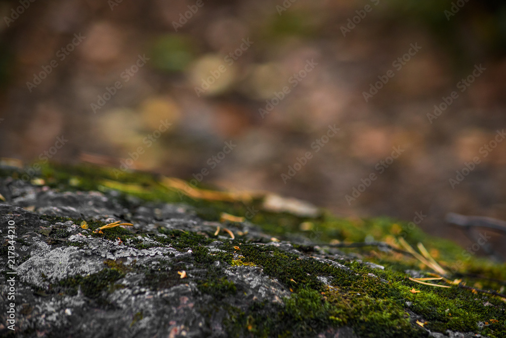Moss on rocks with bokeh Moss on rocks with bokeh