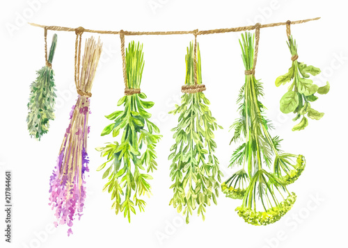 Herbs are dried on a string. Watercolor summer illustration