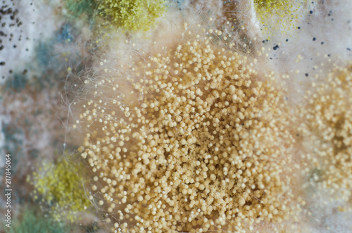 Mold colony on a bread