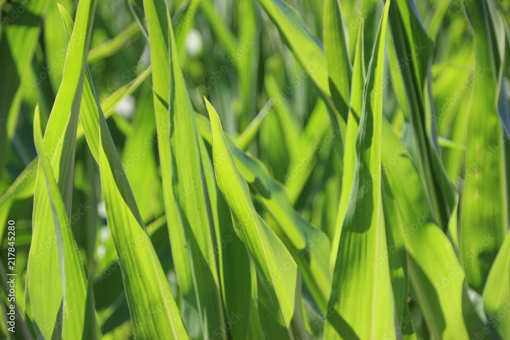 Obraz premium Maisfeld 