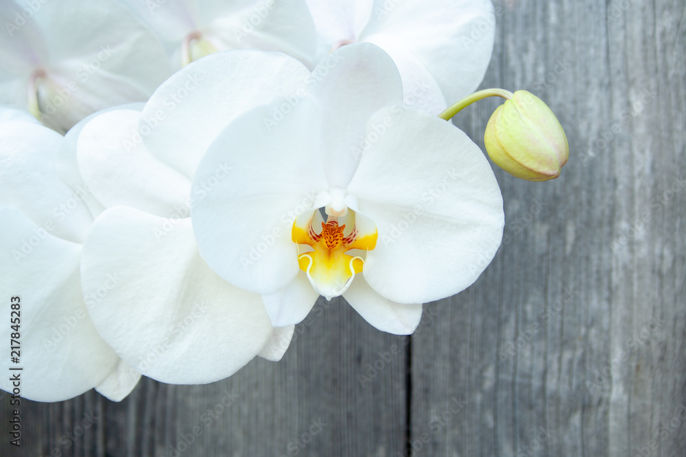 Fototapeta premium White orchid