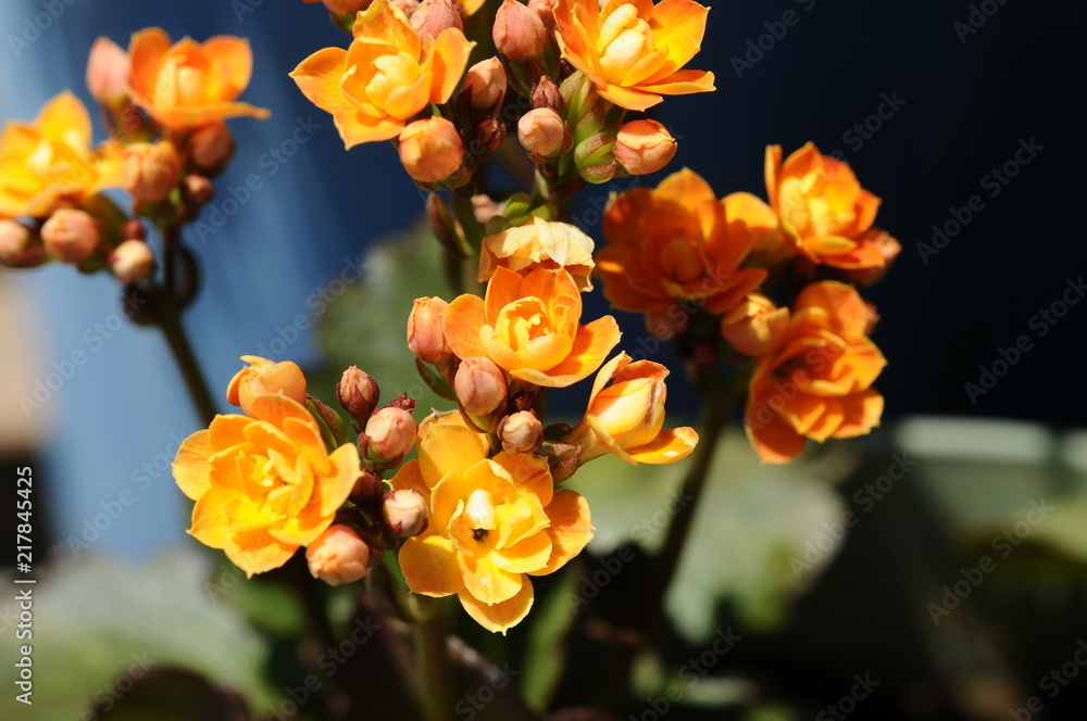 オレンジ色の夏花 カランディーバ Stock Photo Adobe Stock