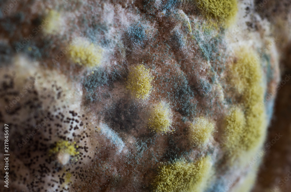 Fototapeta premium Mold colony on a bread