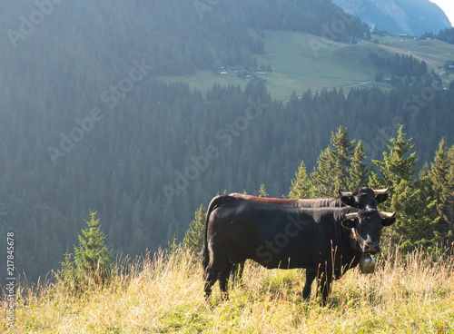 Two cows in the mountains surrounded by grass