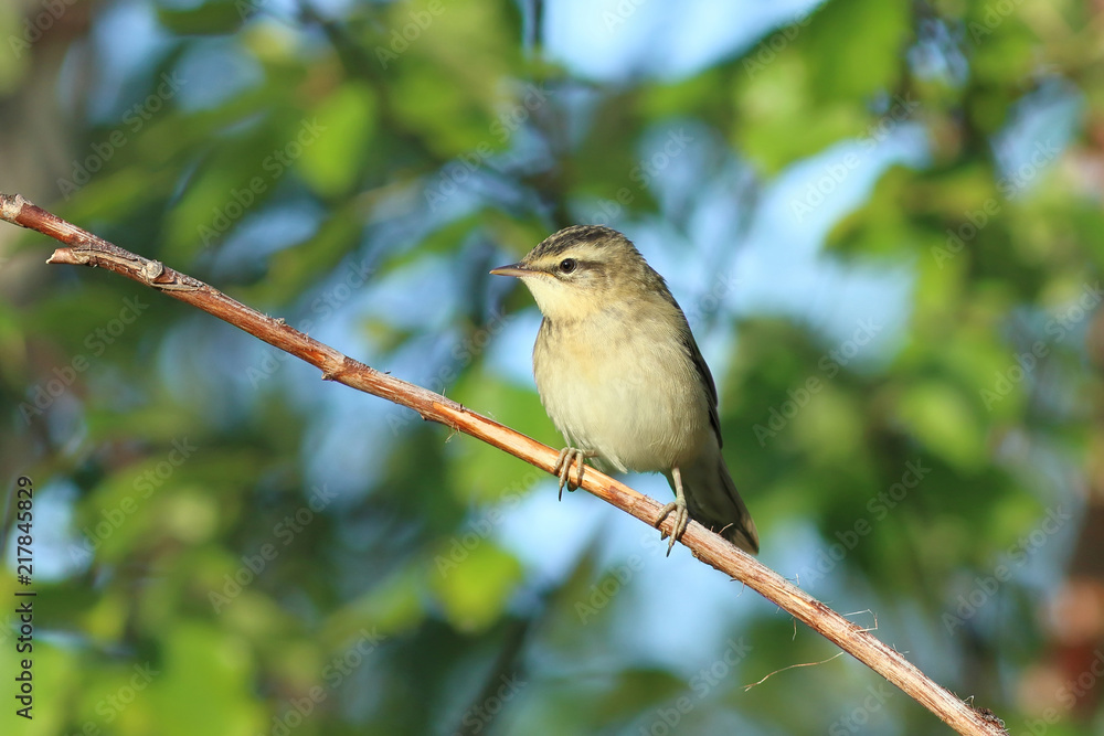 Acrocephalus schoenobaenus. Bird close-up on a branch in the evening light Acrocephalus schoenobaenus. Bird close-up on a branch in the evening light