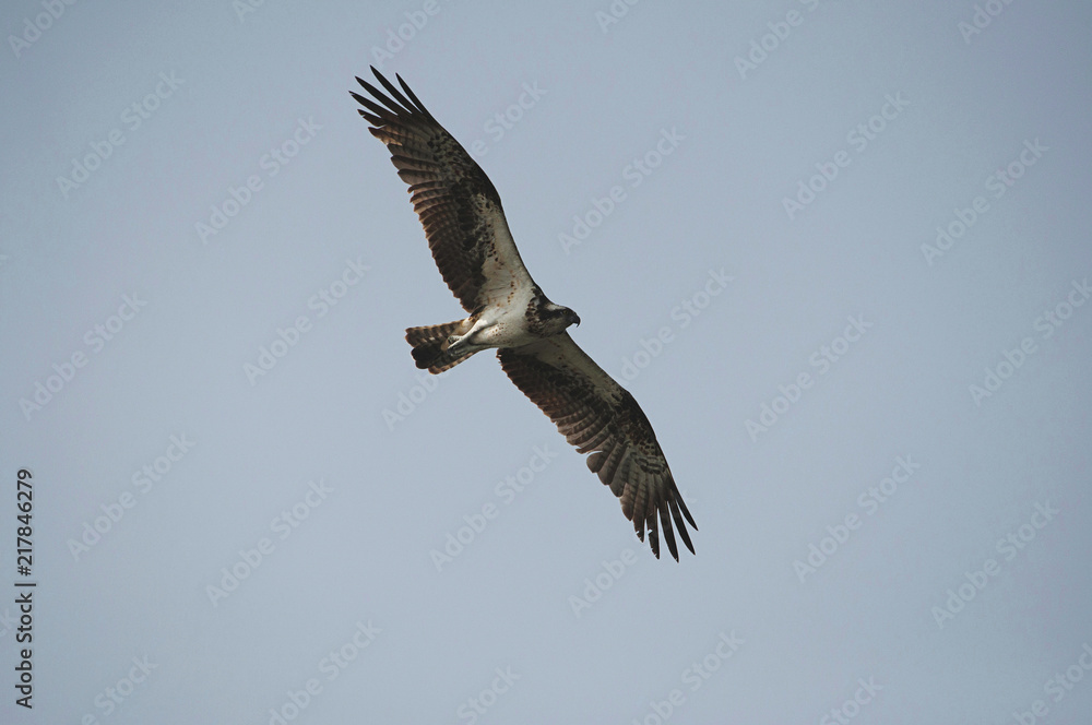 The osprey, Pandion haliaetus - also called fish eagle, sea hawk, river hawk, and fish hawk