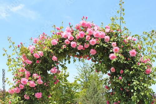 Fototapeta Naklejka Na Ścianę i Meble -  バラのアーチ