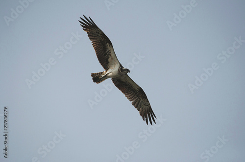 The osprey  Pandion haliaetus - also called fish eagle  sea hawk  river hawk  and fish hawk