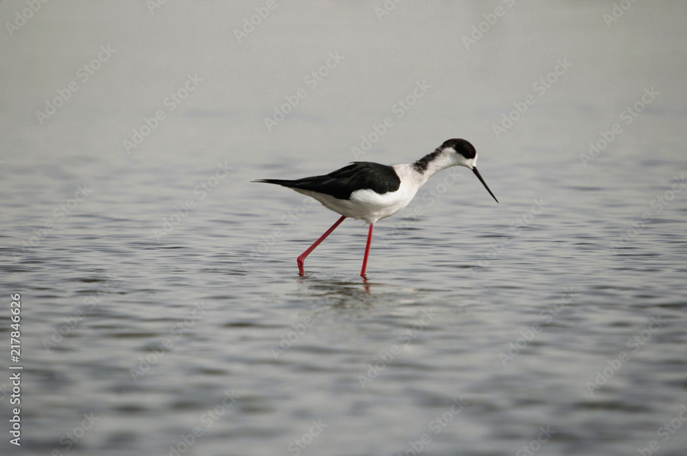 Stilt is a common name for several species of birds in the family Recurvirostridae, which also includes those known as avocets Stilt is a common name for several species of birds in the family Recurvirostridae, which also includes those known as avocets