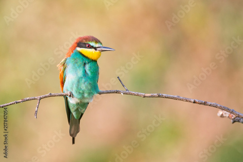 Colourful birds - European bee-eater (Merops apiaster) sitting on a stick.