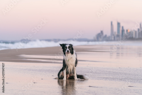 Dog Life