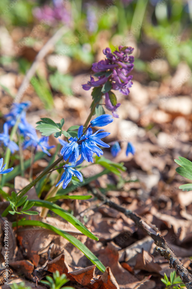 Scilla siberica (Siberian squill or wood squill) small blue flower in forest. Spring blossom in Ukrainian forest