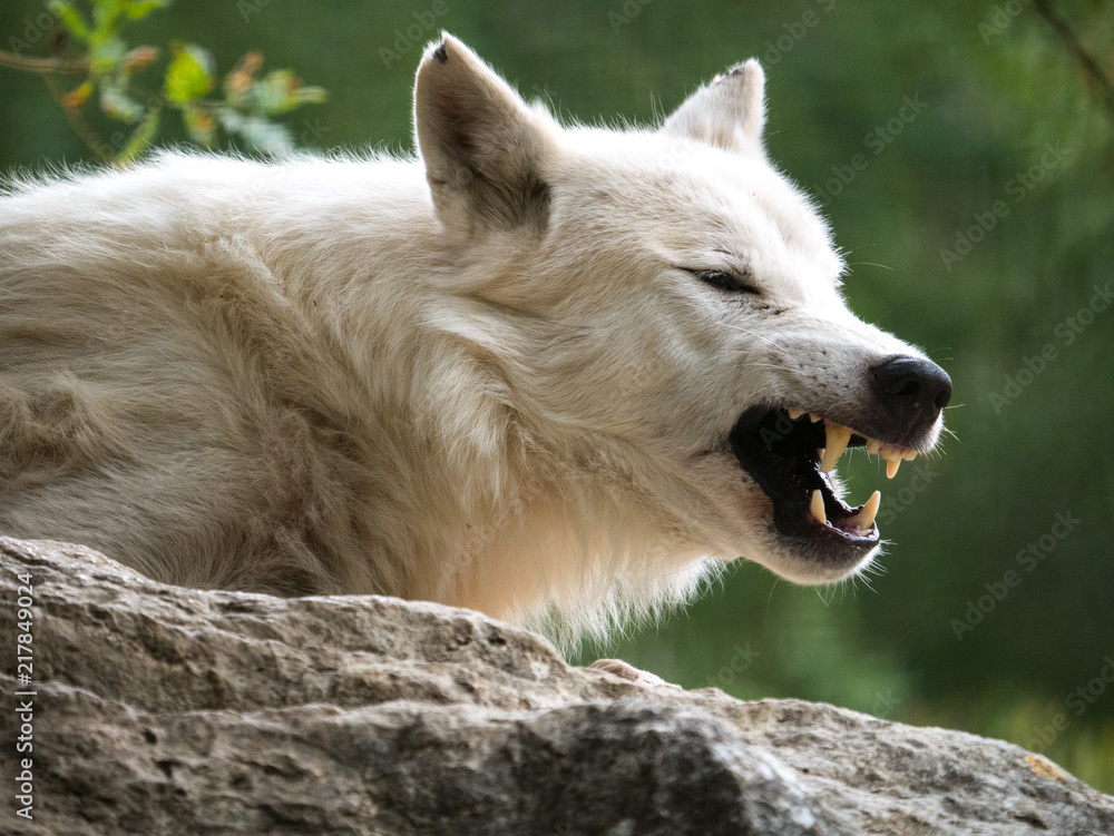 Obraz premium Loup arctique