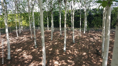 Fototapeta Naklejka Na Ścianę i Meble -  Ogród botaniczny