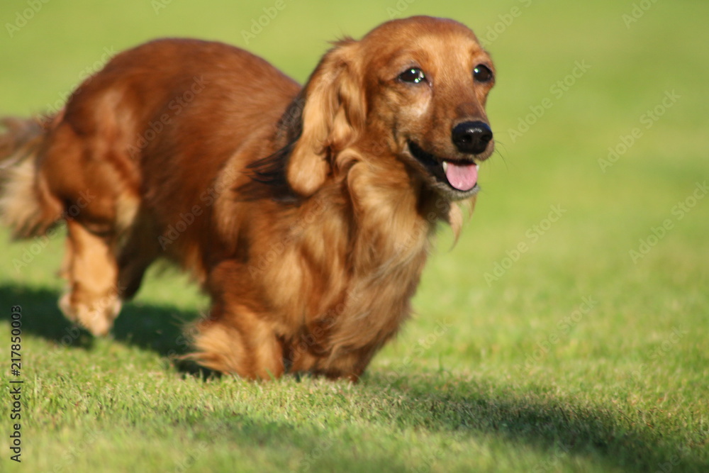 Mini dachshund