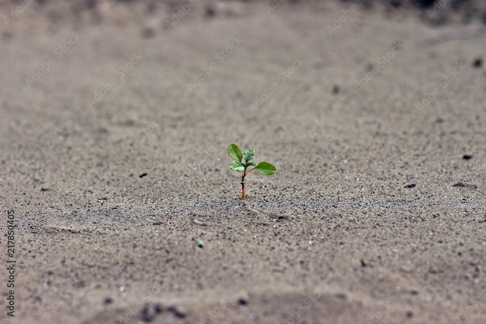 Young green sprout beginning to grow in sandy beach. The begining of new live Young green sprout beginning to grow in sandy beach. The begining of new live