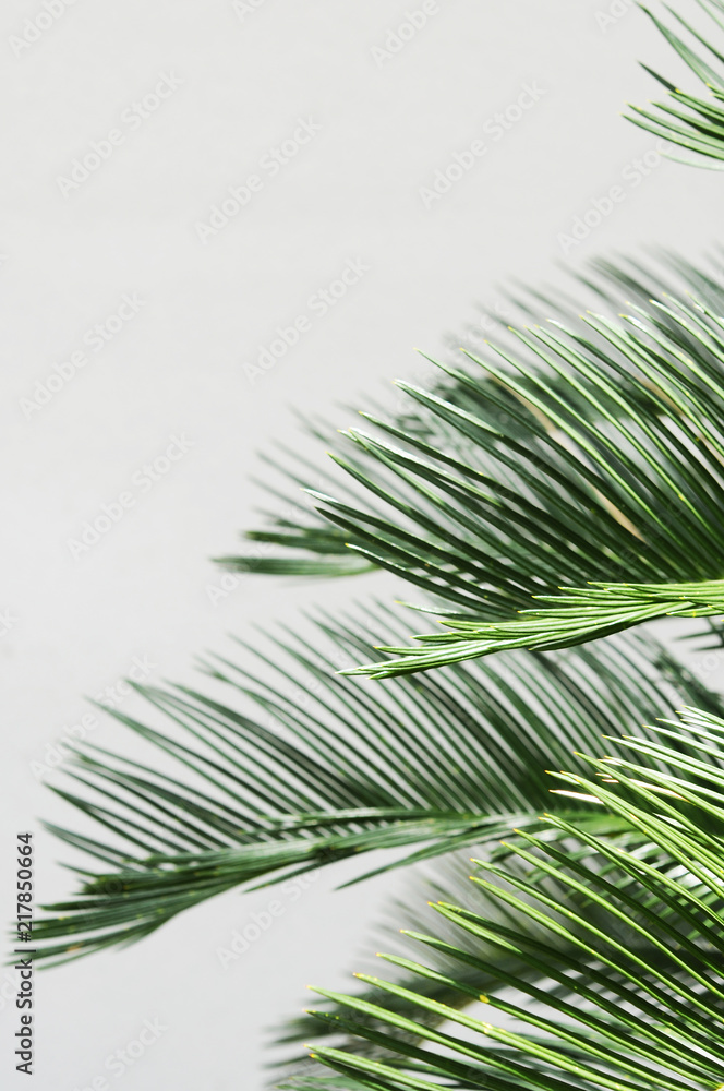 Naklejka premium トロピカルな葉 