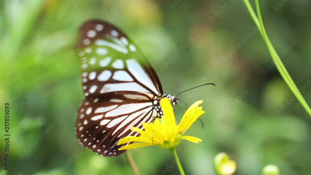 Tropical butterfly on the yellow daisy flower Tropical butterfly on the yellow daisy flower