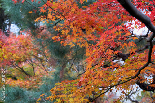                 fall foliage in kyoto