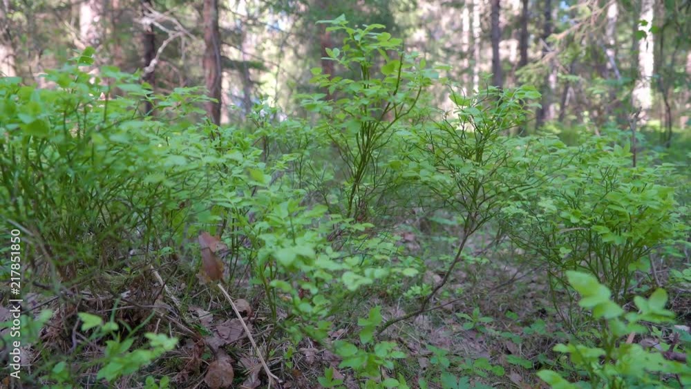 19084_Some_of_the_green_plants_growing_on_the_forest.mov 19084_Some_of_the_green_plants_growing_on_the_forest.mov