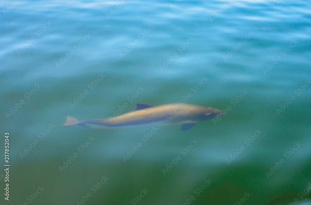 Fototapeta premium Schweinswal