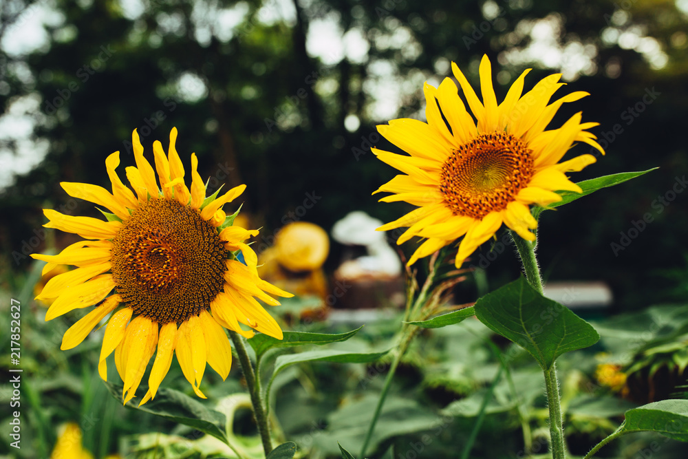 In the middle of a sunflowers field two beekeepers works with bees In the middle of a sunflowers field two beekeepers works with bees