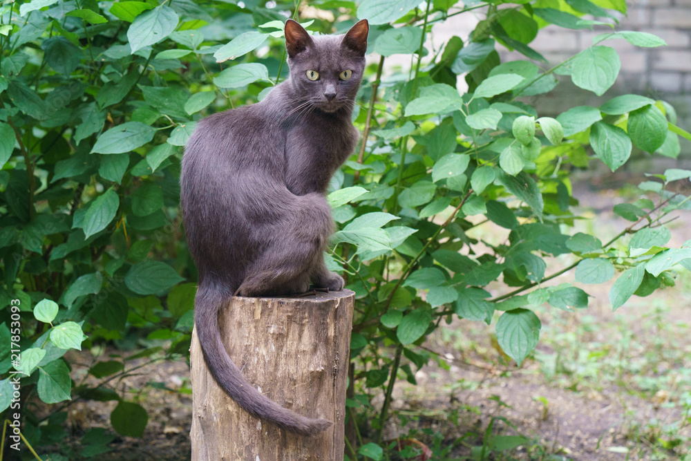 Obraz premium The cat sttting like sphinx at the tree stump