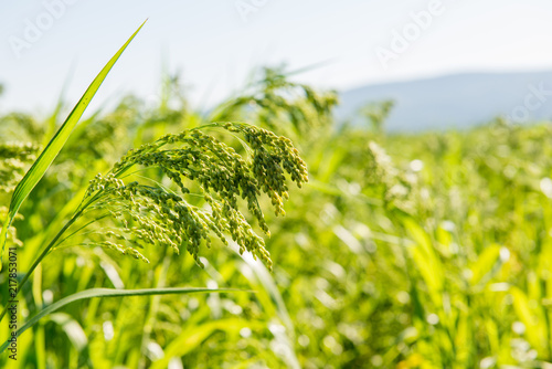 Photos millet plant Panicum miliaceum L.