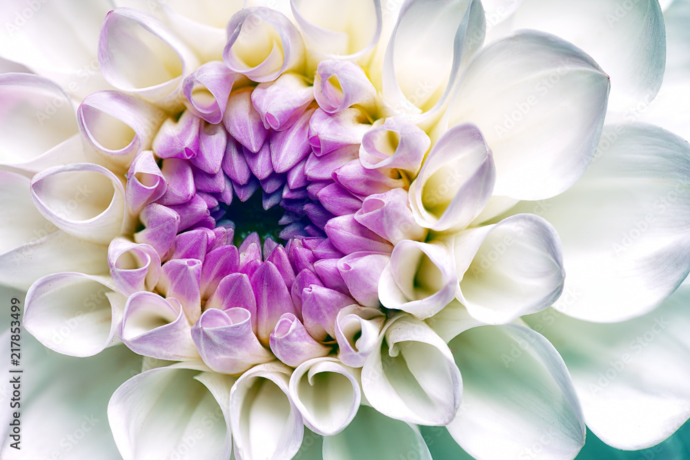White dahlia flower. Abstract floral backgrounds